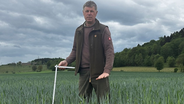 Bei Bauer Josef Eschenauer in St. Veit wächst das Getreide aufgrund der anhaltenden Trockenheit ...