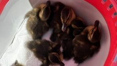 Die Enten wurden Gott sei Dank rechtzeitig entdeckt