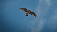 Bartgeier-Dame Ambo zieht imposant im Nationalpark Hohe Tauern ihre Kreise. 