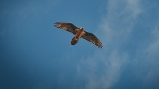 Bartgeier-Dame Ambo zieht imposant im Nationalpark Hohe Tauern ihre Kreise. 