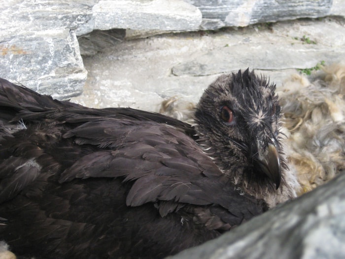 Bartgeier-Jungvogel