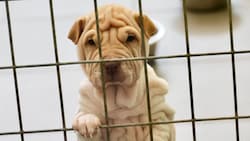 Die Tiere warten im Heim sehnsüchtig auf liebevolle neue Plätze