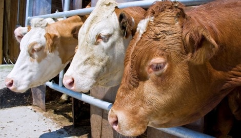 Viele Bauern müssen ihre Kühe wegen Futterknappheit zum Schlachter bringen.