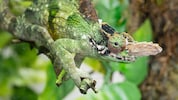 Im Tiergarten Schönbrunn gibt es am „Tag des Chamäleons“ viel zu erleben. Der 09. Mai ist ...