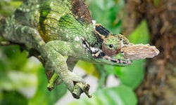 Im Tiergarten Schönbrunn gibt es am „Tag des Chamäleons“ viel zu erleben. Der 09. Mai ist ...