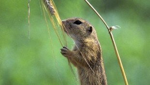 Das Ziesel gilt in Österreich nach der aktuellen „Roten Liste gefährdeter Tierarten“ als stark ...