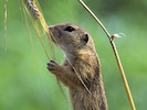 Das Ziesel gilt in Österreich nach der aktuellen „Roten Liste gefährdeter Tierarten“ als stark ...