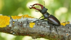 Die sogenannten „Roten Listen gefährdeter Tierarten“ – wie dem Hirschkäfer im Bild – sind in ...