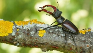 Die sogenannten „Roten Listen gefährdeter Tierarten“ – wie dem Hirschkäfer im Bild – sind in ...