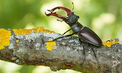 Die sogenannten „Roten Listen gefährdeter Tierarten“ – wie dem Hirschkäfer im Bild – sind in ...