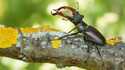 Die sogenannten „Roten Listen gefährdeter Tierarten“ – wie dem Hirschkäfer im Bild – sind in ...