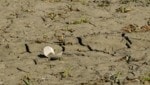 Die massive Trockenheit setzt der Unteren Lobau zu – Flora und Fauna sind in Gefahr, schlägt der ...