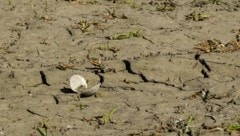 Die massive Trockenheit setzt der Unteren Lobau zu – Flora und Fauna sind in Gefahr, schlägt der ...