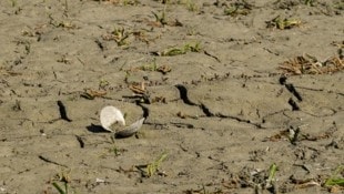 Die massive Trockenheit setzt der Unteren Lobau zu – Flora und Fauna sind in Gefahr, schlägt der ...