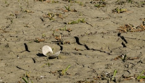Die massive Trockenheit setzt der Unteren Lobau zu – Flora und Fauna sind in Gefahr, schlägt der ...