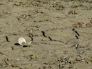 Die massive Trockenheit setzt der Unteren Lobau zu – Flora und Fauna sind in Gefahr, schlägt der ...