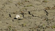 Die massive Trockenheit setzt der Unteren Lobau zu – Flora und Fauna sind in Gefahr, schlägt der ...