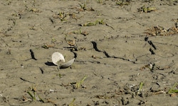Die massive Trockenheit setzt der Unteren Lobau zu – Flora und Fauna sind in Gefahr, schlägt der ...