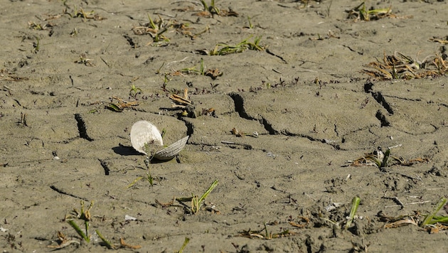 Die massive Trockenheit setzt der Unteren Lobau zu – Flora und Fauna sind in Gefahr, schlägt der ...