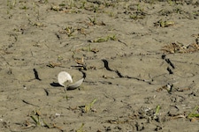 Die massive Trockenheit setzt der Unteren Lobau zu – Flora und Fauna sind in Gefahr, schlägt der ...