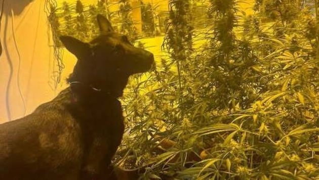 „Denver“ hatte das richtige Näschen.