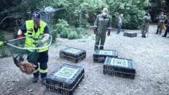 „Razzia“ im Hof: Mittels Fangnetzen wurde das Federvieh erwischt. Die Hühner kamen zu einem ...