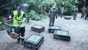 „Razzia“ im Hof: Mittels Fangnetzen wurde das Federvieh erwischt. Die Hühner kamen zu einem ...