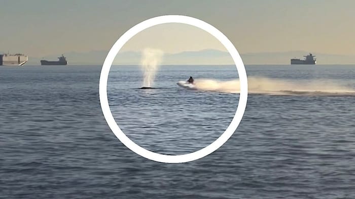 Sekundenbruchteile später kollidierte der Jetski-Lenker mit dem Wal.