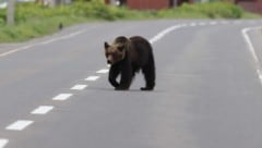 Neben Jägern wurden zuletzt auch Polizisten und Soldaten in die betroffenen Gebiete entsandt, um ...
