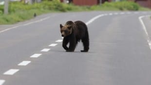 Neben Jägern wurden zuletzt auch Polizisten und Soldaten in die betroffenen Gebiete entsandt, um ...