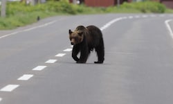Neben Jägern wurden zuletzt auch Polizisten und Soldaten in die betroffenen Gebiete entsandt, um ...