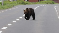 Neben Jägern wurden zuletzt auch Polizisten und Soldaten in die betroffenen Gebiete entsandt, um ...