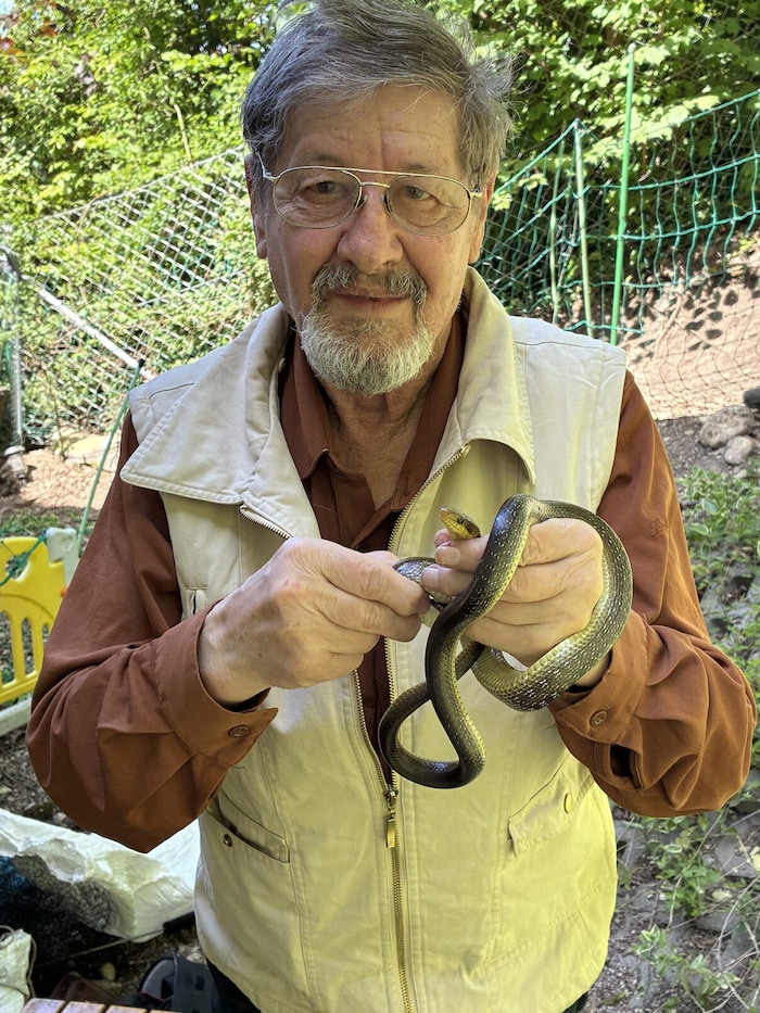 Reptilien-Experte Hans Esterbauer mit dem Äskulapnatter-Weibchen nach dessen Befreiung.