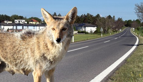 Vor wenigen Tagen trieb sich ein Goldschakal vor Wimpassing an der Leitha umher – am helllichten ...