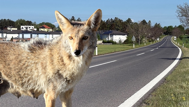 Vor wenigen Tagen trieb sich ein Goldschakal vor Wimpassing an der Leitha umher – am helllichten ...