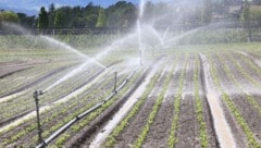 Die meisten Landwirte werden von der Meldepflicht wohl ausgenommen sein, nur wer wirklich viel ...