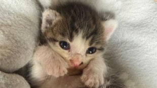Auch dieses Babykatzerl konnte im Rahmen unserer Aktion gerettet werden!