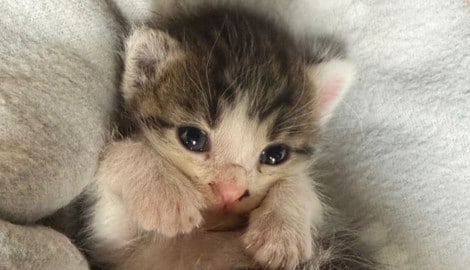 Auch dieses Babykatzerl konnte im Rahmen unserer Aktion gerettet werden!