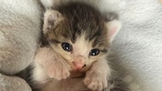 Auch dieses Babykatzerl konnte im Rahmen unserer Aktion gerettet werden!