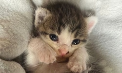 Auch dieses Babykatzerl konnte im Rahmen unserer Aktion gerettet werden!