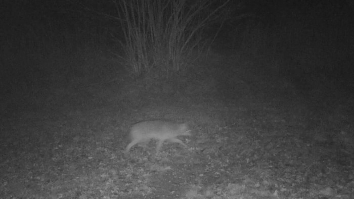 Nachts wurden Goldschakale im Burgenland bereits vielerorts gesichtet.