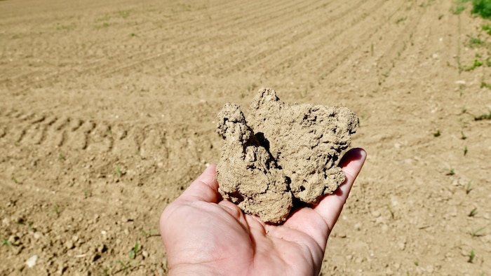Die Trockenheit setzt den heimischen Landwirten besonders zu.