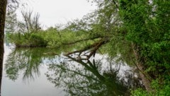 Die Wasserleiche wurde in Ufernähe entdeckt.