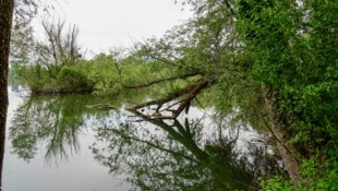 Die Wasserleiche wurde in Ufernähe entdeckt.
