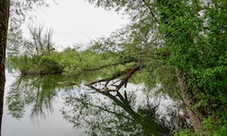 Die Wasserleiche wurde in Ufernähe entdeckt.