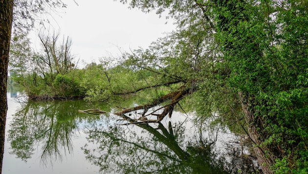Die Wasserleiche wurde in Ufernähe entdeckt.