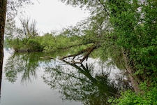 Die Wasserleiche wurde in Ufernähe entdeckt.