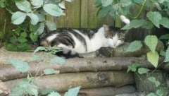 Kater „Balu“ verlor durch das gemeine Schussattentat ein Bein! Nach dem Täter wird gefahndet.