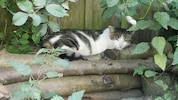 Kater „Balu“ verlor durch das gemeine Schussattentat ein Bein! Nach dem Täter wird gefahndet.