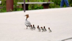 Die Gänsesägerfamilie watschelte durch die Stadt hinunter zum Inn. Die Tiere gehören zur Gattung ...